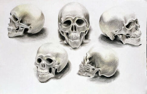 Skull Study